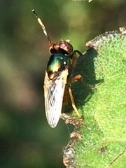 Physiphora clausa