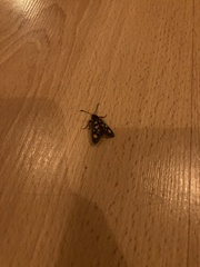 Arniocera auriguttata