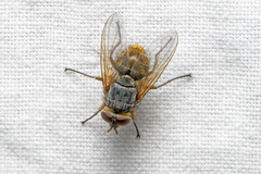 Calliphora hilli