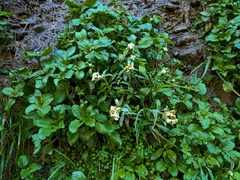 Anaphalioides trinervis