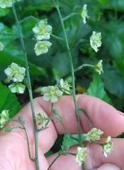 Macaranga saccifera