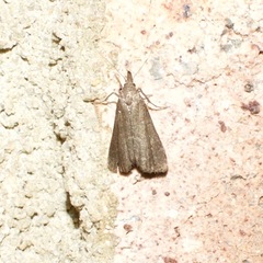 Hypena obacerralis