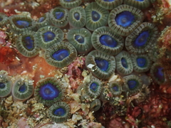 Zoanthus sansibaricus