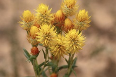 Waitzia acuminata acuminata
