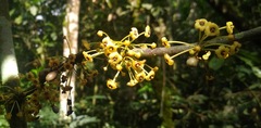 Salacia loloensis