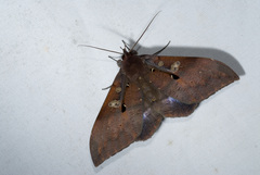 Ischyja manlia