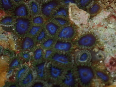 Zoanthus sansibaricus