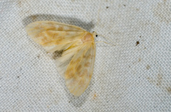 Hemipsilia coavestis