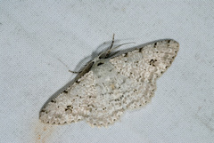 Lassaba parvalbidaria