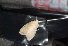 Hemipsilia coavestis