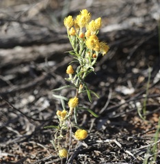 Waitzia acuminata acuminata