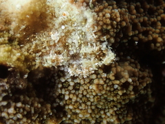 Phestilla subodiosa