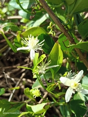 Clematis terniflora garanbiensis