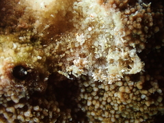 Phestilla subodiosa