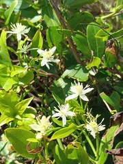 Clematis terniflora garanbiensis