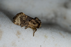 Hampsonella arizana