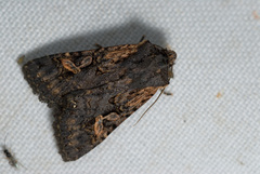 Hemiglaea horiei