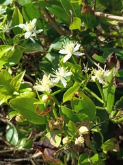 Clematis terniflora garanbiensis