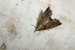 Diplopseustis perieresalis