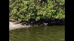 Himantopus mexicanus knudseni