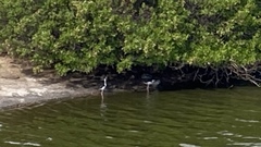 Himantopus mexicanus knudseni
