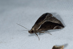 Hypena perspicua