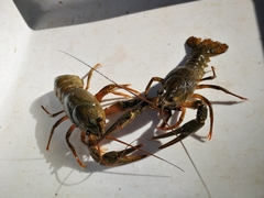 Pontastacus leptodactylus