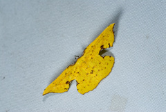 Corymica spatiosa