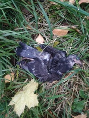 Columba livia domestica