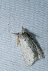 Cnethodonta grisescens