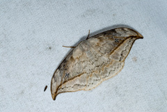 Drepana pallida