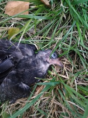 Columba livia domestica