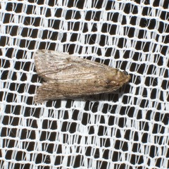Heteromicta pachytera