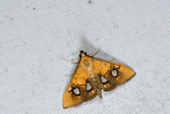 Nosophora semitritalis