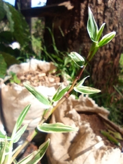 Salix rosmarinifolia
