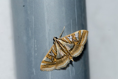 Glyphodes duplicalis