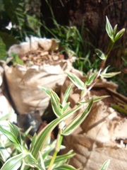 Salix rosmarinifolia