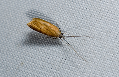 Torodora