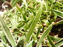 Salix rosmarinifolia
