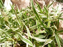 Salix rosmarinifolia