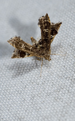 Nosphistica bisinuata