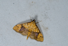 Pleuroptya characteristica