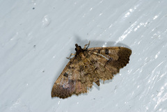 Ceratarcha umbrosa