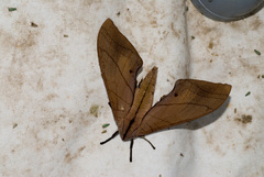 Marumba cristata bukaiana