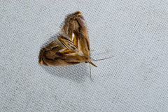 Lophomilia