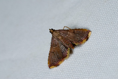 Endotricha olivacealis