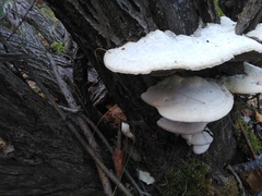 Trametes suaveolens