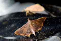 Endotricha olivacealis