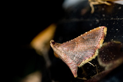 Endotricha olivacealis