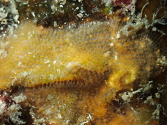 Bryozoa
